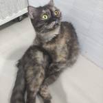 Giahuy - tim ban trai da ly hon qua so dien thoai