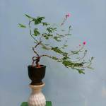 Vĩnh nguyê ở Đà Lạt, Lâm Đồng - Bình thường