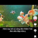 huy đang tìm bạn hẹn hò qua mạng