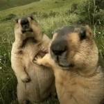 Baohung - tim ban trai da ly hon qua so dien thoai