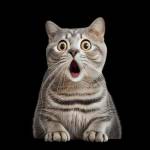 Raven ở Quận 2, TP Hồ Chí Minh - Tìm fwb