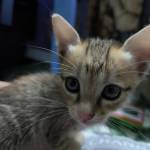 Phat Ho tìm nữ FwB trên mạng