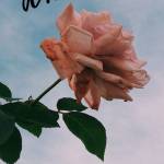 tiến ở Hải Châu, Đà Nẵng - Muốn làm quên với các bạn