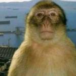 cá - tìm bạn gái đã ly dị chồng