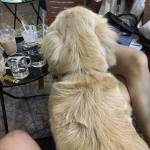 ger ở Huế, Thừa Thiên Huế - tìm ons hoặc fwb. vui tính, mì