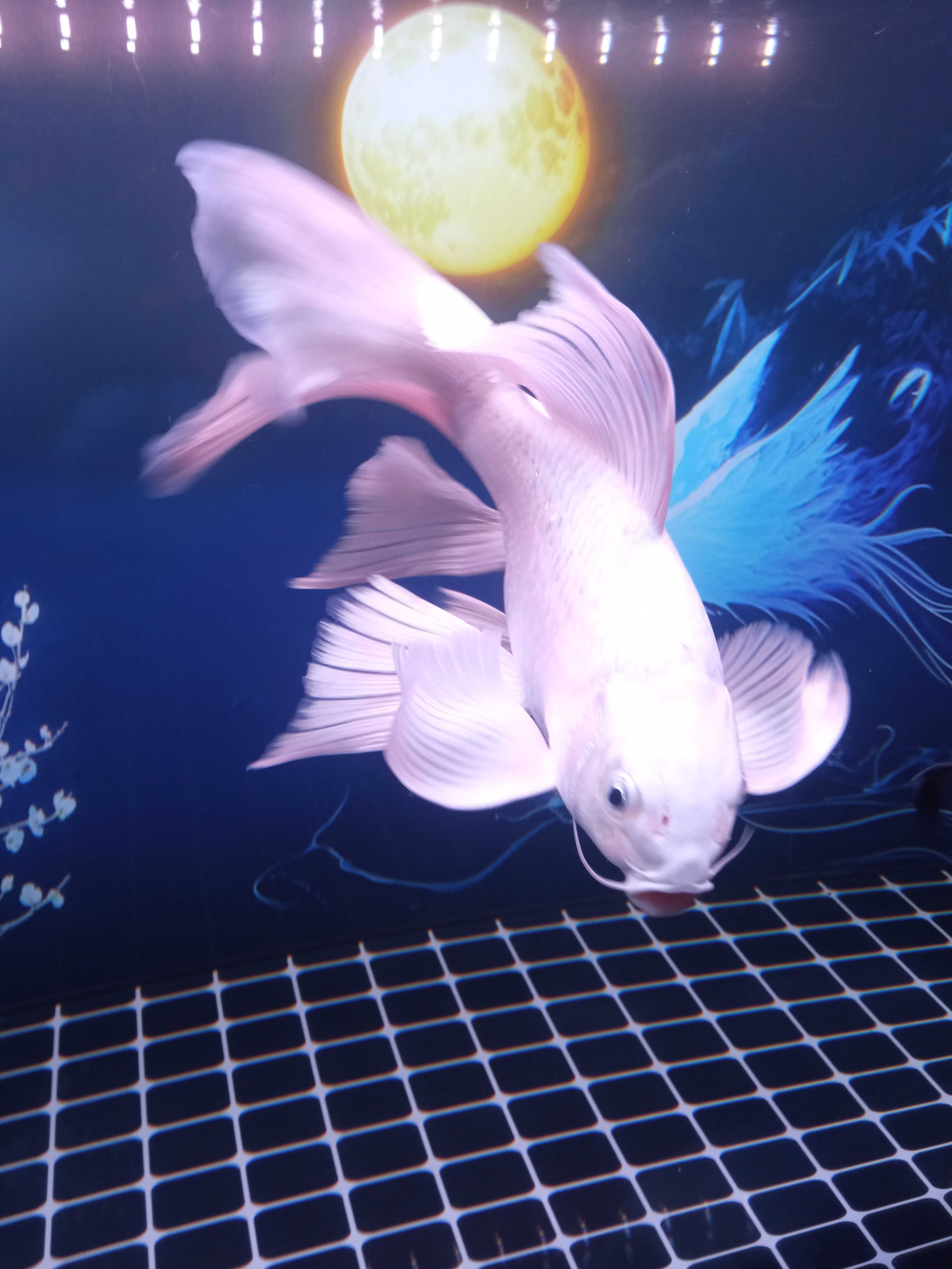 photos | Hungmai2014 (Nam)  -  tại  