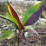 Lâm Văn Tị ở Pleiku, Gia Lai - Tìm bạn khác giới đồng cảm ở P