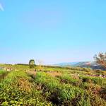 Nhan Phạm - tim ban trai da ly hon qua so dien thoai