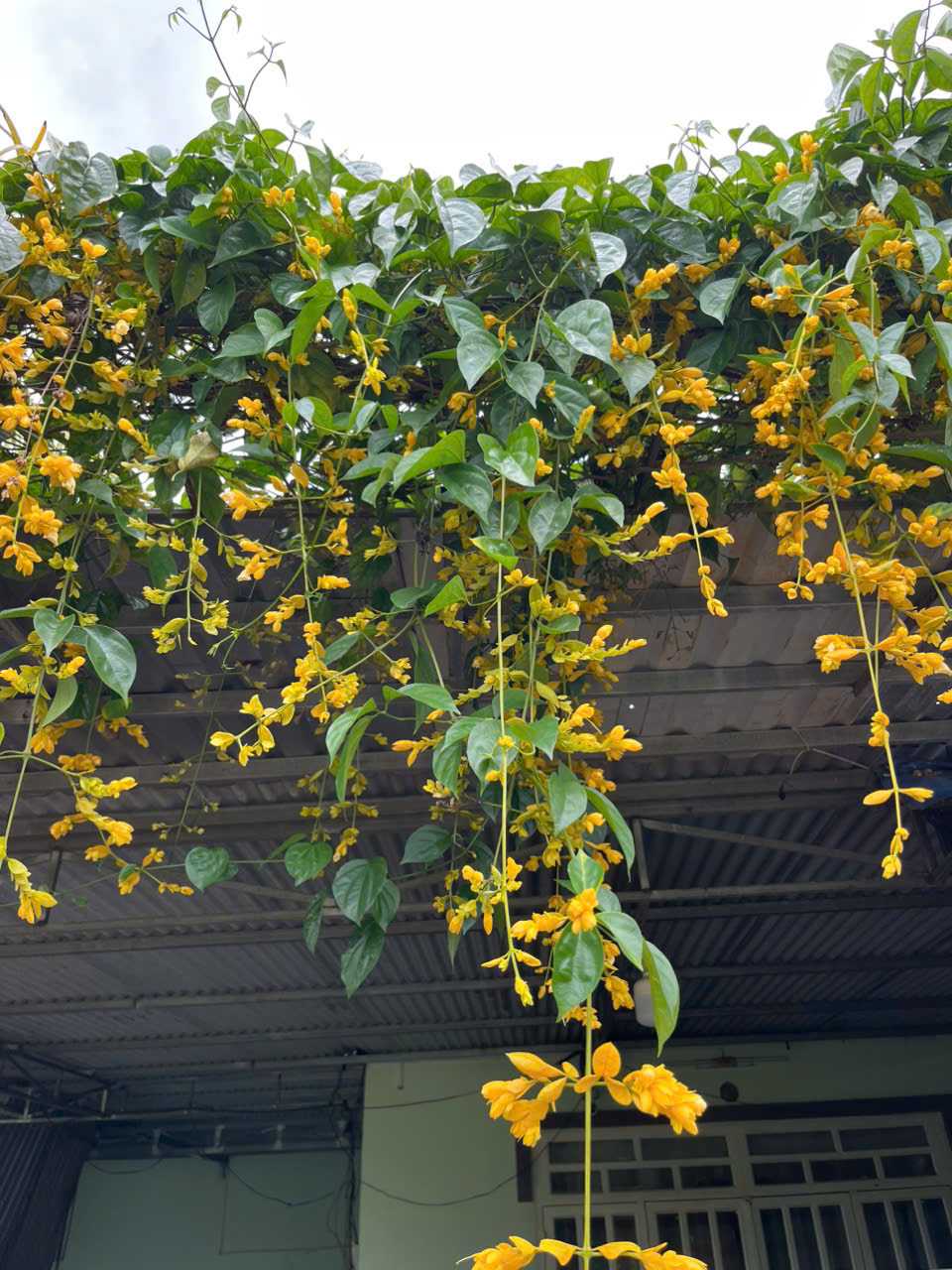 nguyen nhat  minh (Nam) Độc thân - Kết bạn hẹn hò tại Biên Hoà Đồng Nai