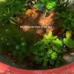 Bảo ở Tân An, Long An - Hbgg