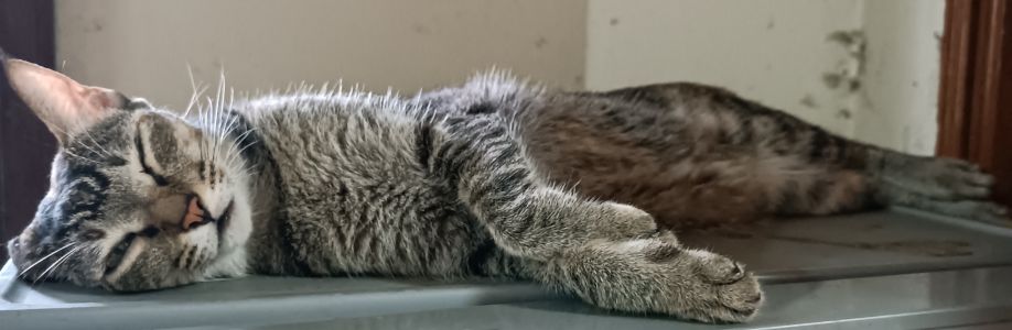 Vu Van Quy Cover Image