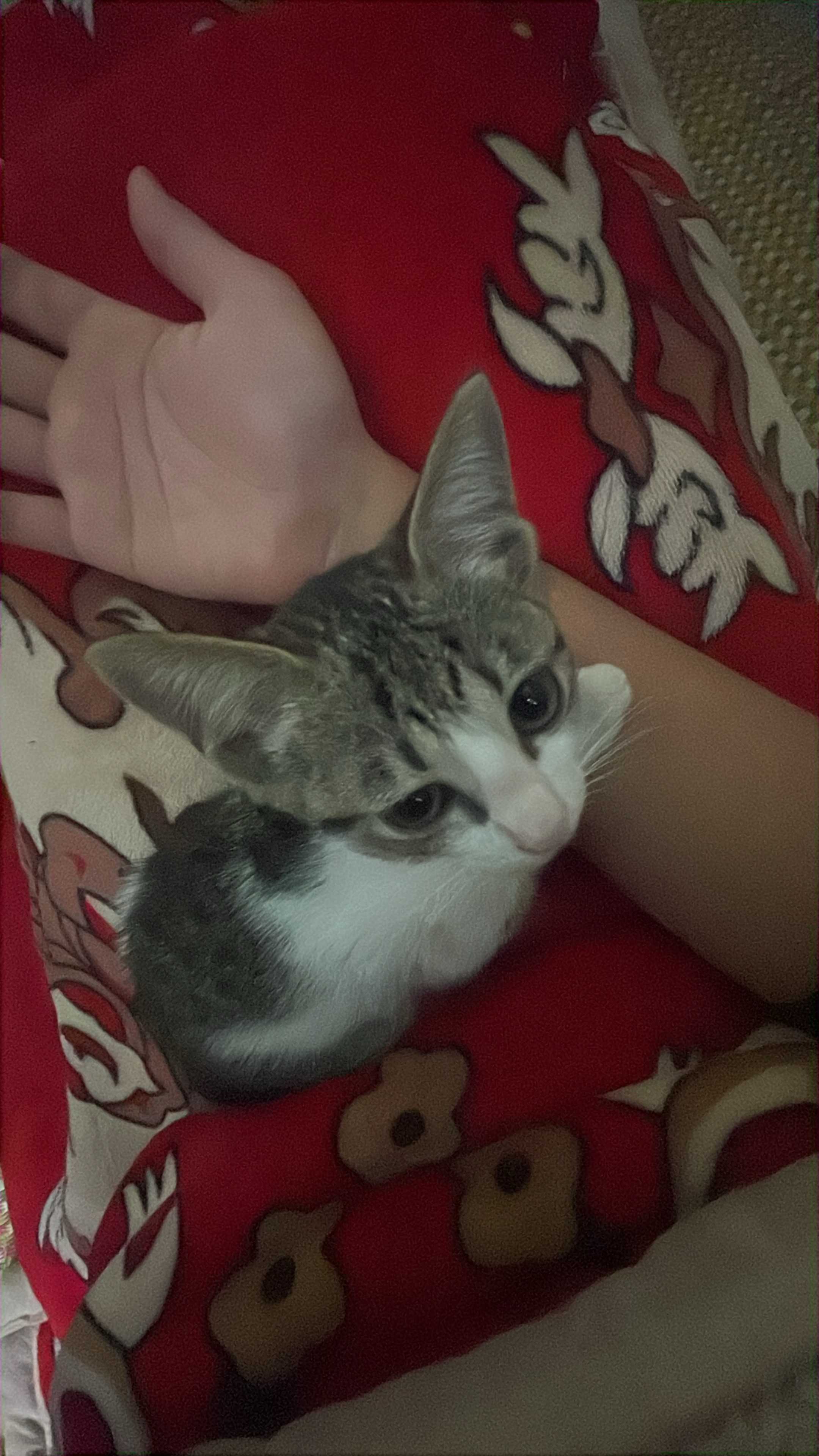 Anh (Nam) Độc thân - Kết bạn hẹn hò tại Kiến An Hải Phòng