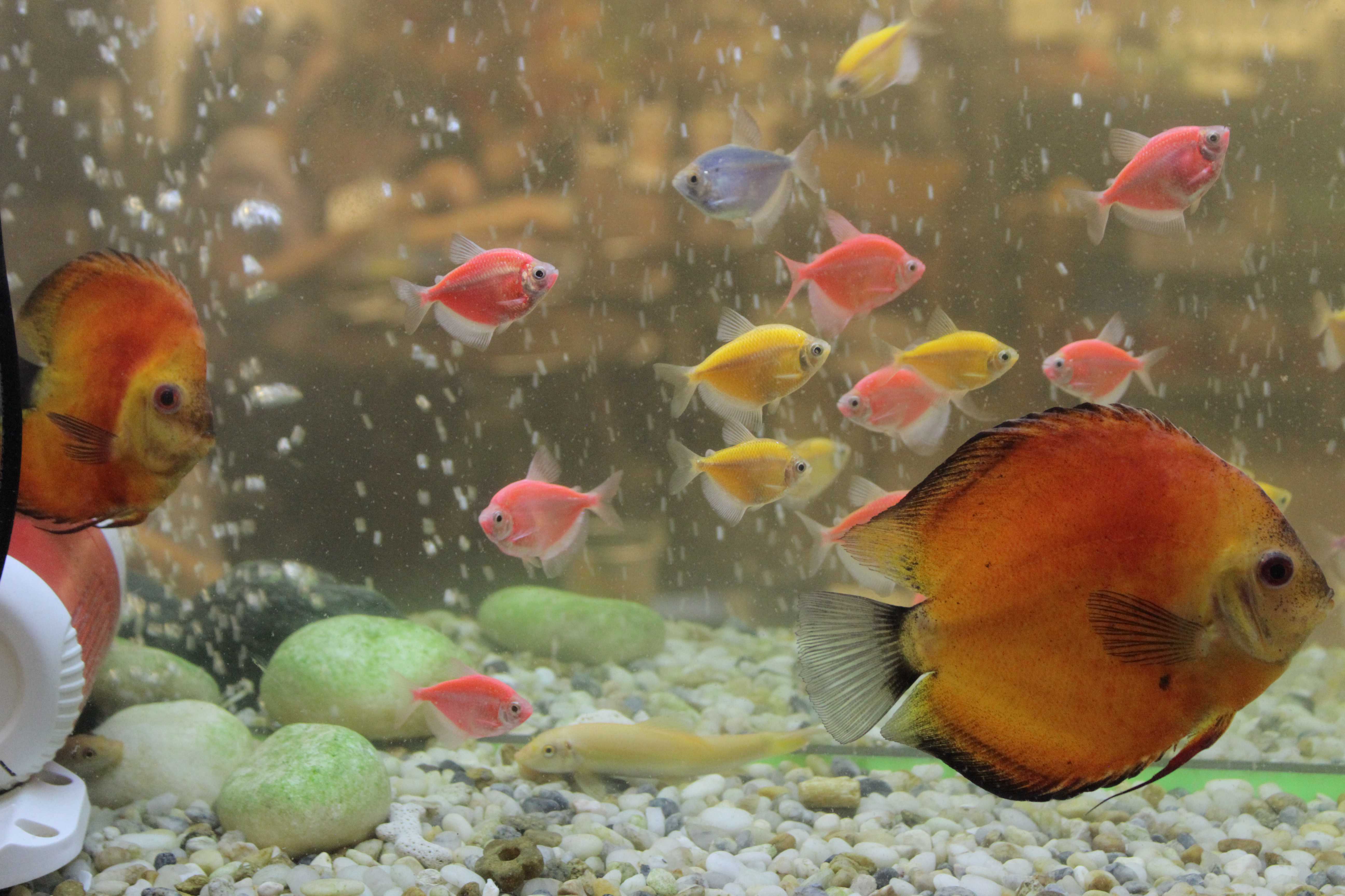 Long (Nam) Độc thân - Kết bạn hẹn hò tại Quận 11 TP Hồ Chí Minh