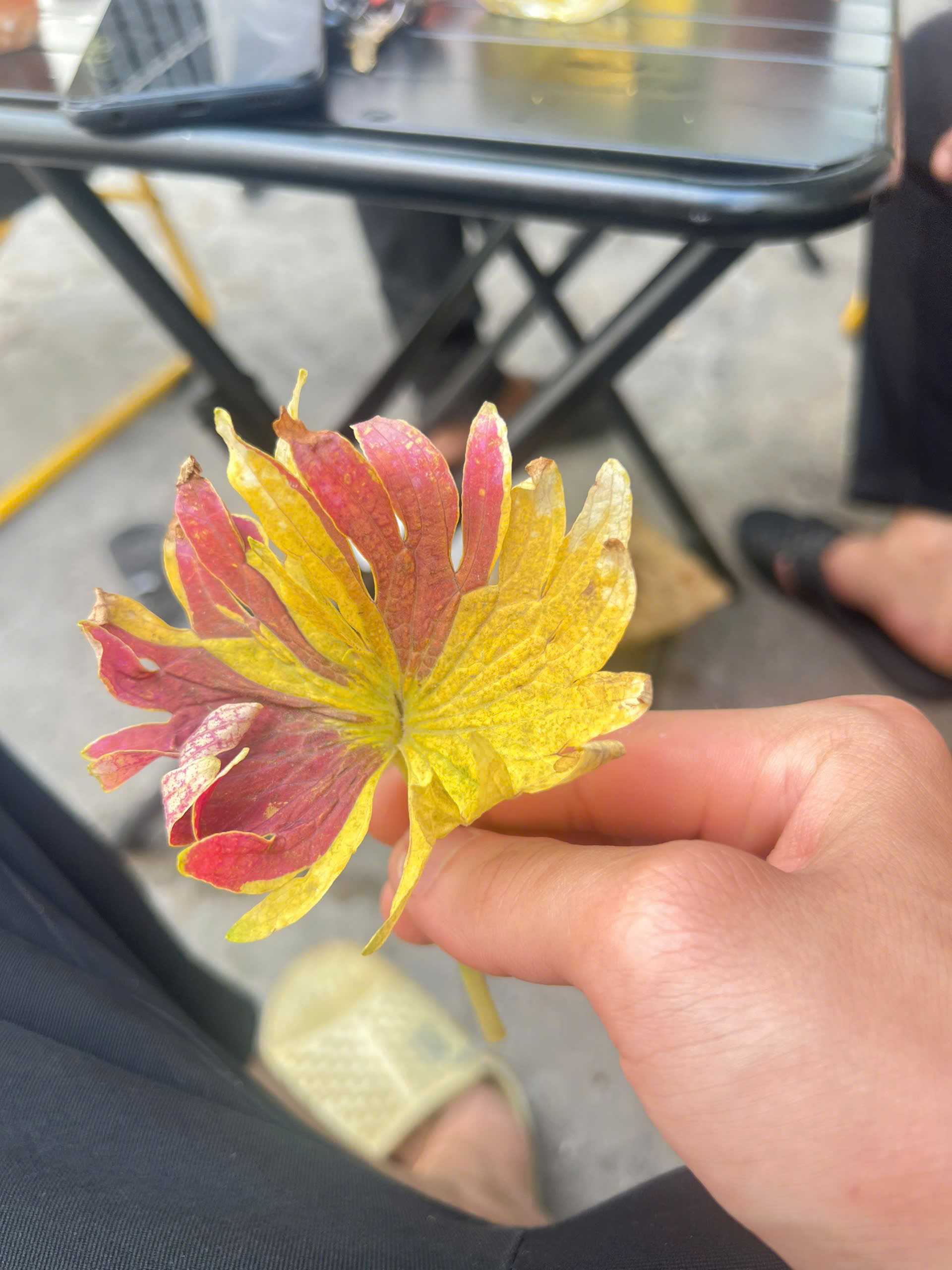 Hoanducn (Nam)  -  tại  