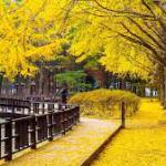 Khoaledang ở ,  - 
