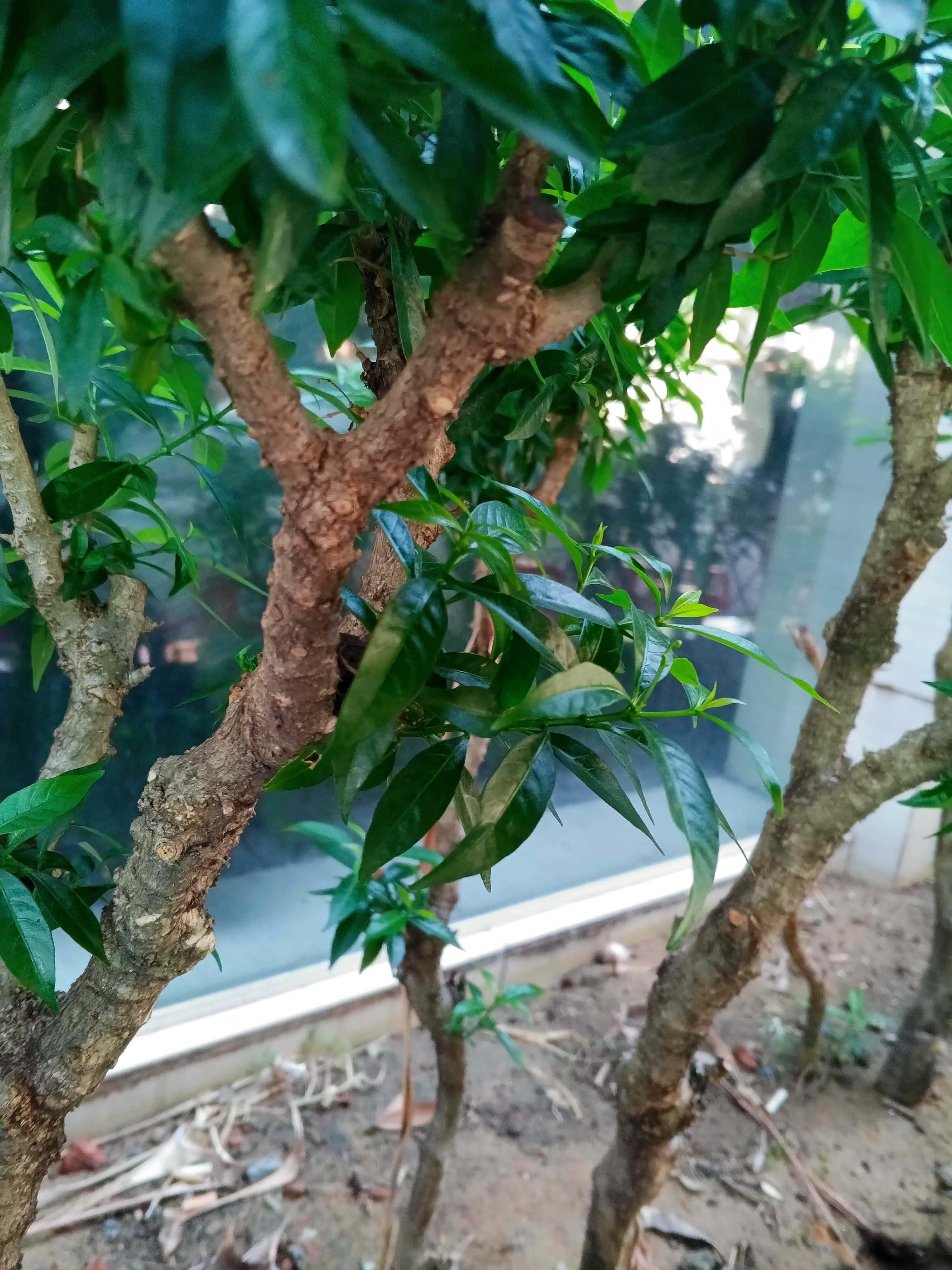 vac006569 (Nam)  -  tại  