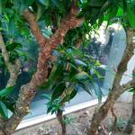 vac006569 ở ,  - 