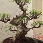 Vdm123 ở ,  - 